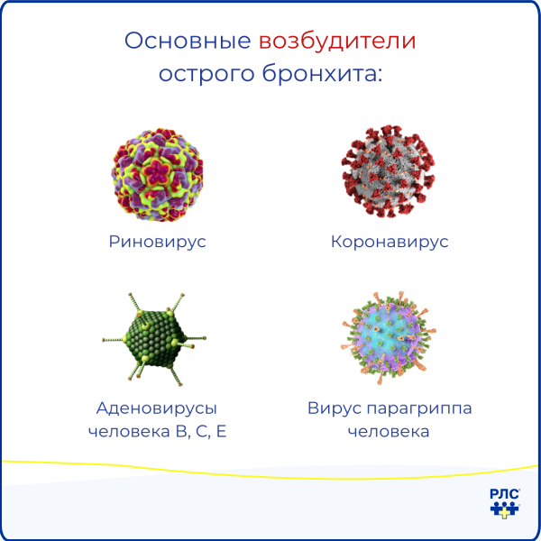 основные возбудители острого бронхита