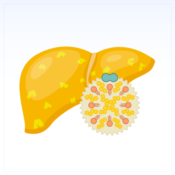Печень при НАЖБП
