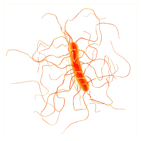 Clostridioides difficile
