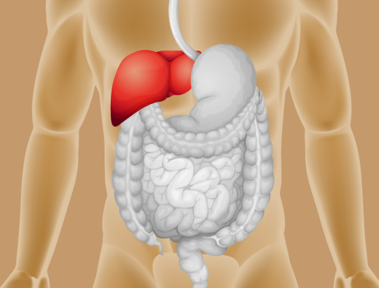 Фиброэластометрия печени: что это такое и зачем она нужна