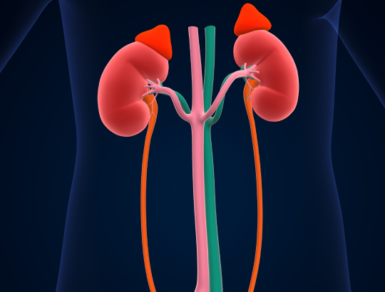 Уставшие надпочечники: популярный диагноз без доказательств