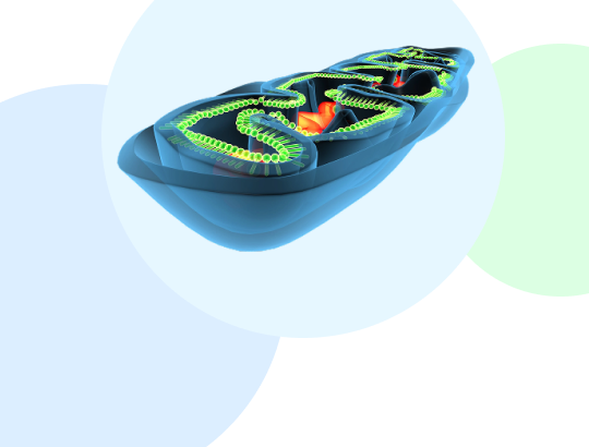 Митохондриальная дисфункция: медицинский термин и популярный миф