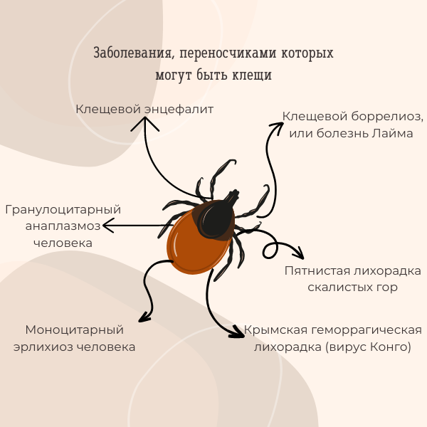 Иксодовые клещи заболевание. Клещ родственник паука. Из чего состоит клещ.