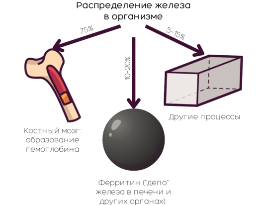 Изменения при приеме железа