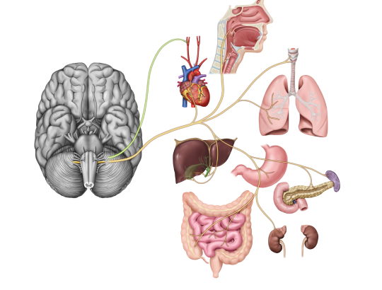 Блуждающий нерв: как он влияет на здоровье и зачем его стимулируют