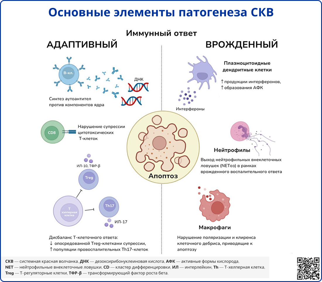 Основные элементы патогенеза СКВ
