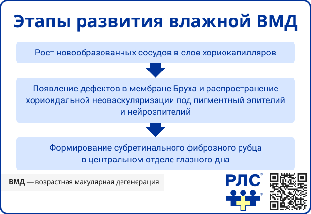 Этапы развития влажной ВМД