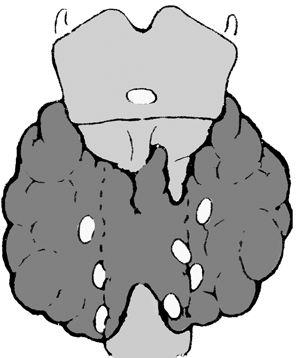 Строение щитовидной железы