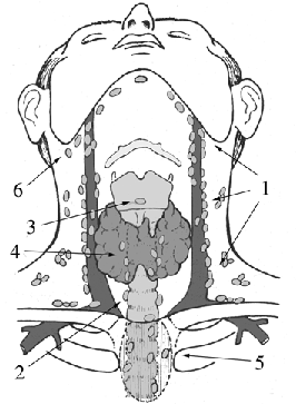 Схема лимфооттока из щитовидной железы