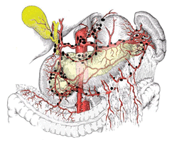 Лимфоузлы желудка перигастральные, по ходу чревного ствола и его ветвей