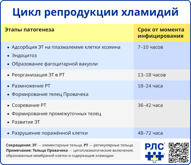 Цикл репродукции хламидий