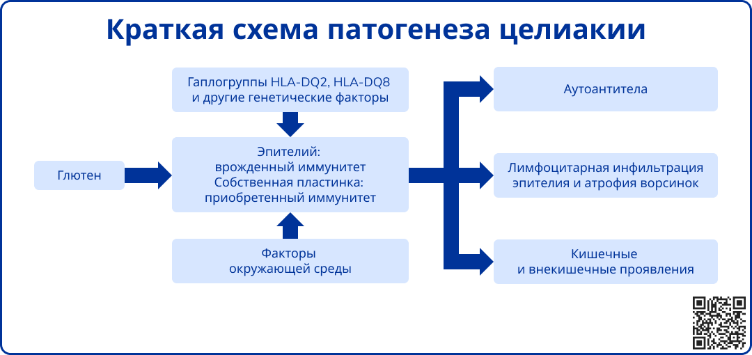 Краткая схема патогенеза целиакии
