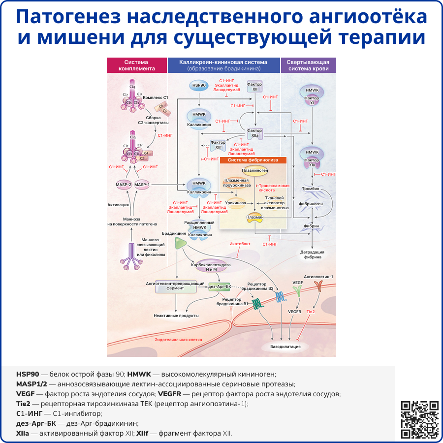 Патогенез наследственного ангиоотёка и мишени для существующей терапии