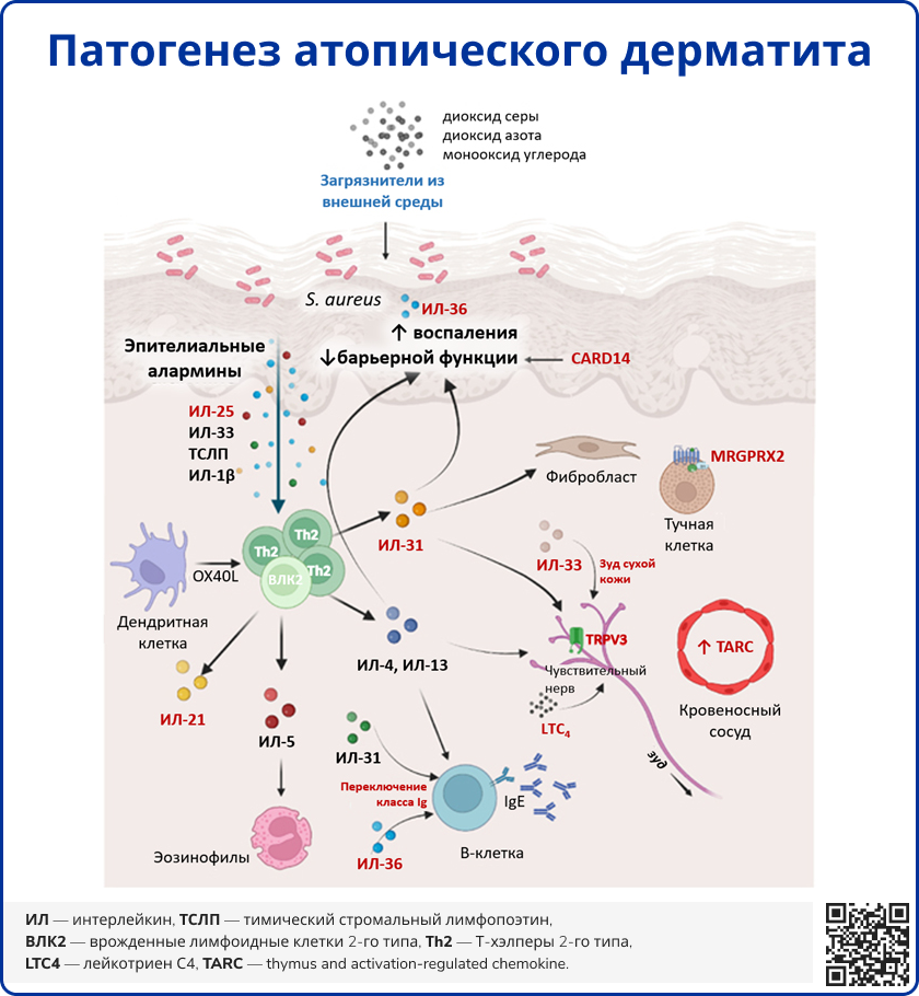 Патогенез атопического дерматита