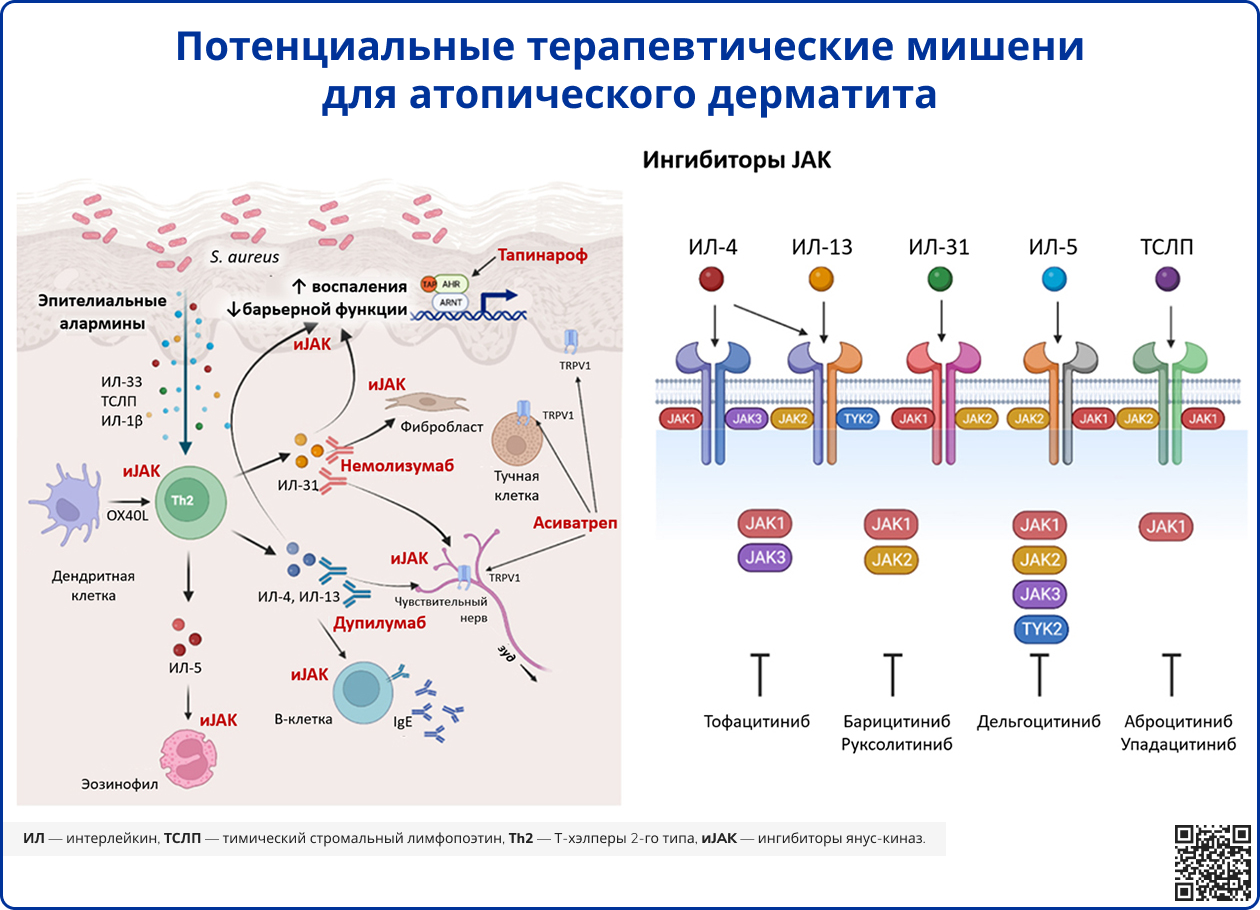 Потенциальные терапевтические мишени для атопического дерматита
