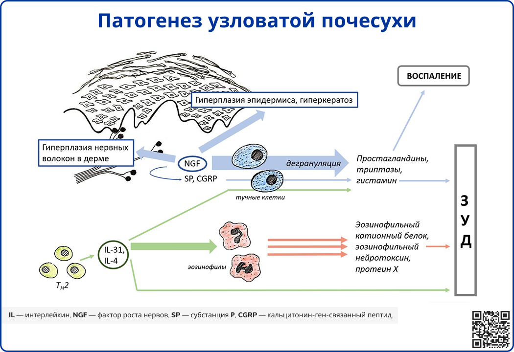 Патогенез узловатой почесухи