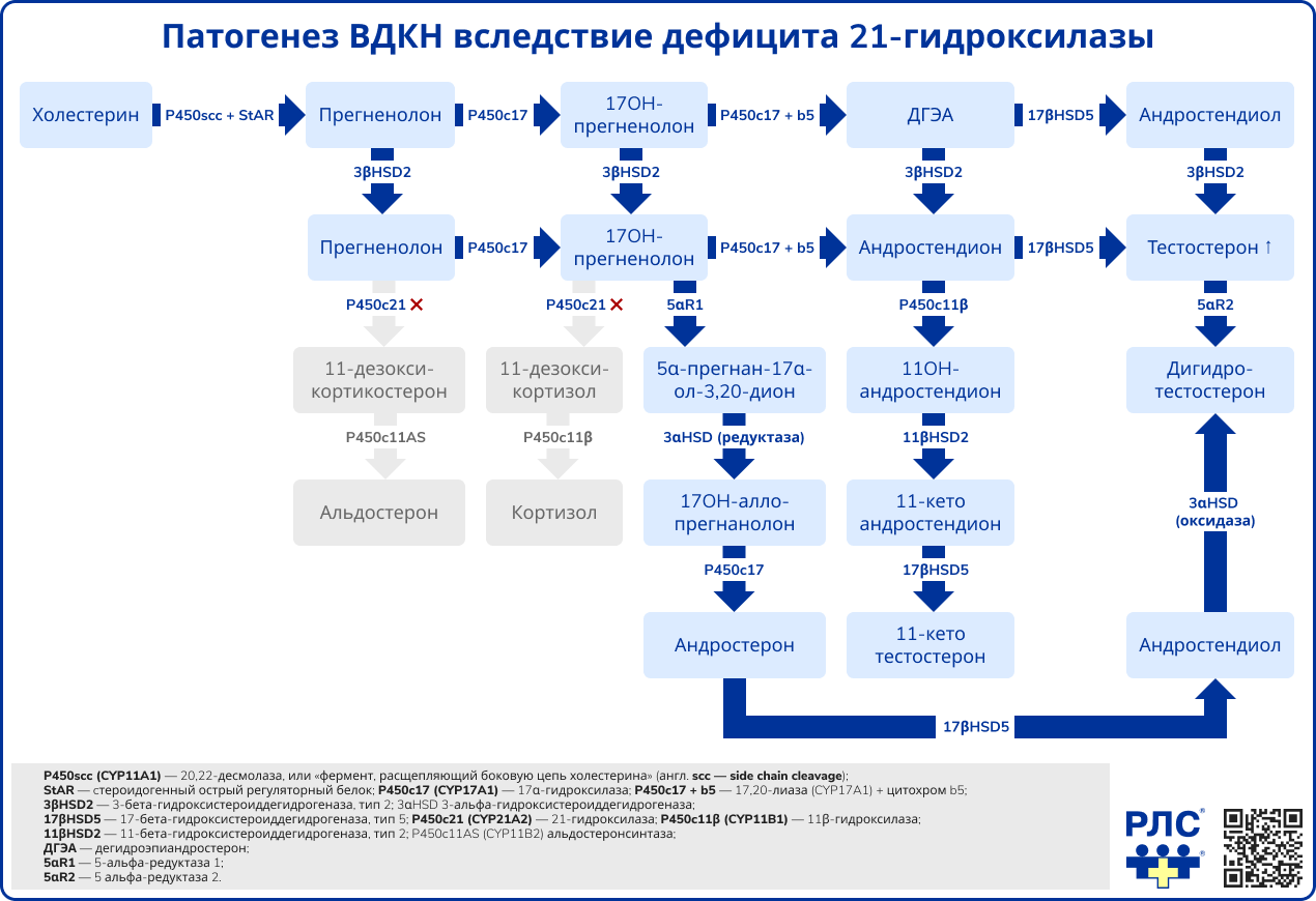 Патогенез ВДКН вследствие дефицита 21-гидроксилазы
