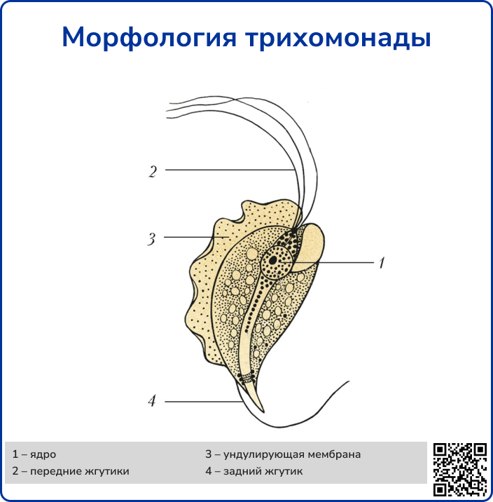 Морфология трихомонады