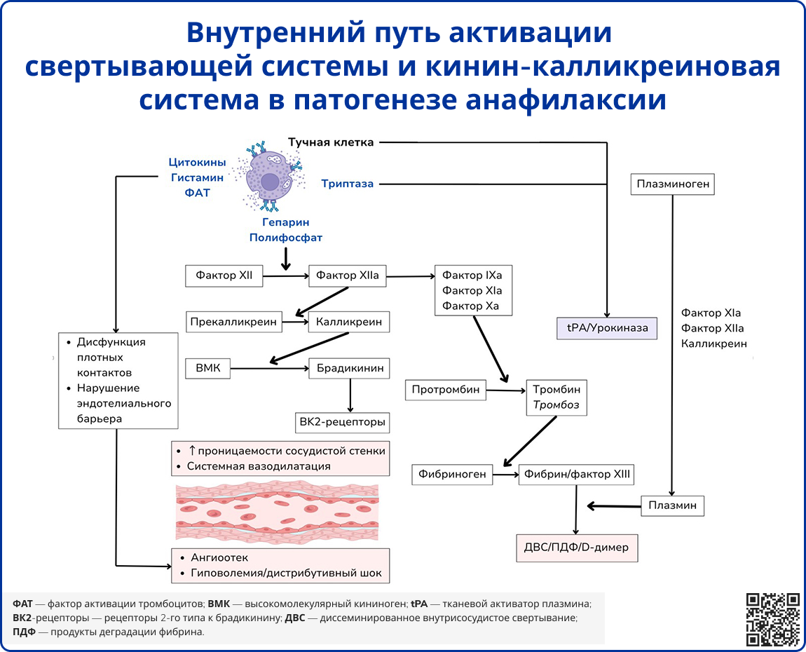 Внутренний путь активации свертывающей системы и кинин-калликреиновая система в патогенезе анафилаксии