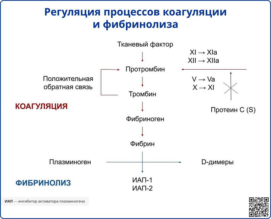 Регуляция процессов коагуляции и фибринолиза